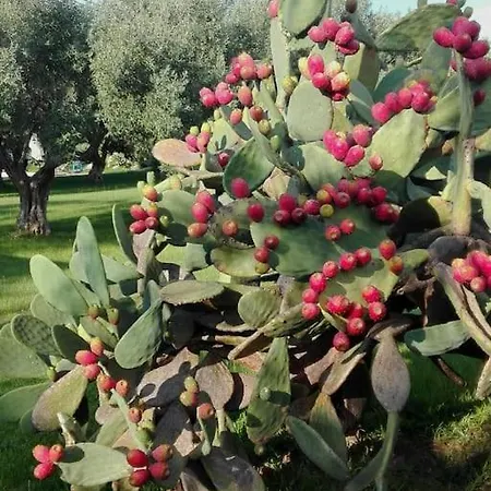 Villa Augusta Holiday *